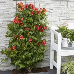 Bignone 'Fire Trumpet' - Un mur de trompettes rouges