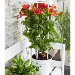 Bignone 'Fire Trumpet' - Un mur de trompettes rouges