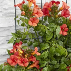Bignone 'Fire Trumpet' - Un mur de trompettes rouges