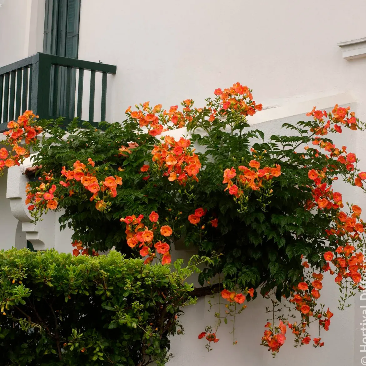 Bignone à grandes fleurs - Un mur de fleurs orange