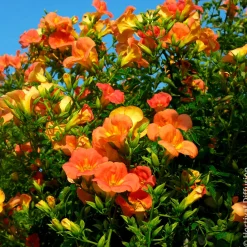 Bignone à grandes fleurs - Un mur de fleurs orange