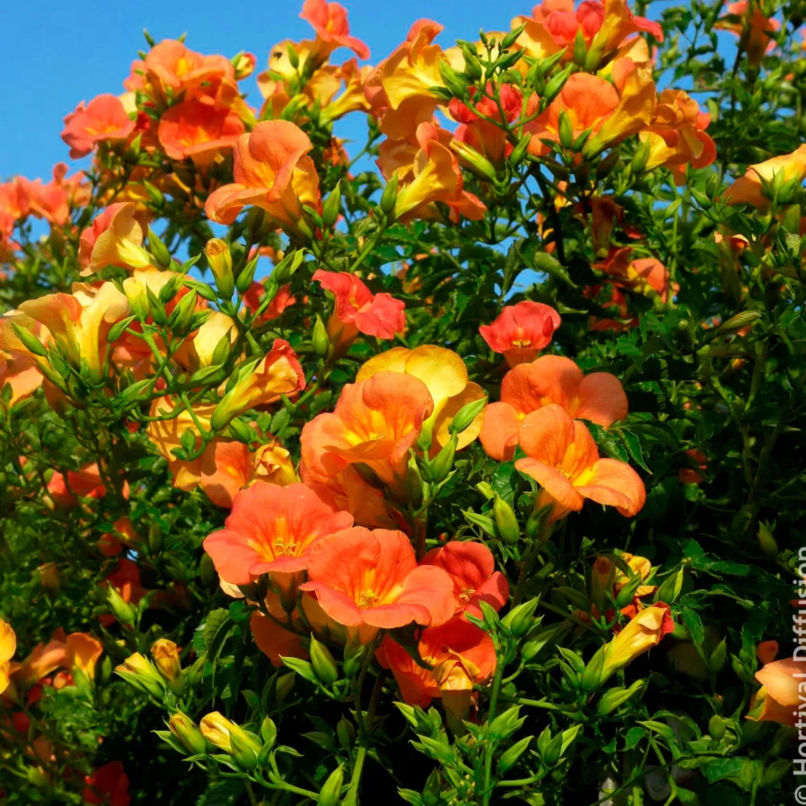 Bignone à grandes fleurs - Un mur de fleurs orange