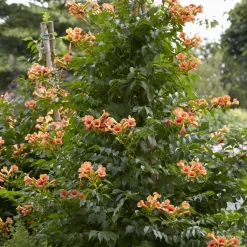 Bignone Indian summer® - Un mur de fleurs oranges