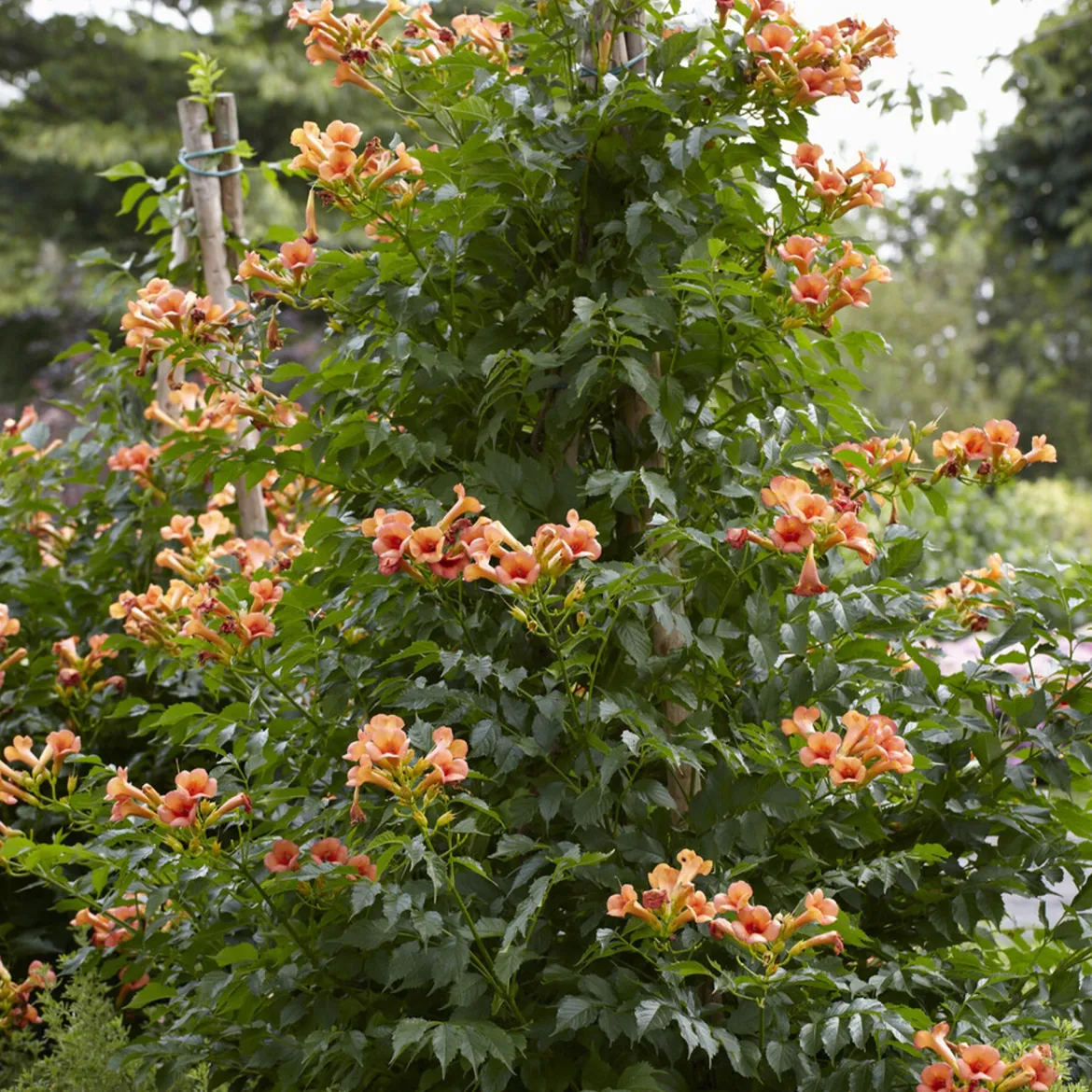 Bignone Indian summer® - Un mur de fleurs oranges