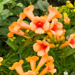 Bignone Indian summer® - Un mur de fleurs oranges