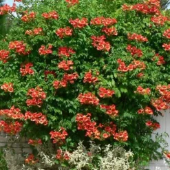 Bignone Madame Galen - Un mur fleuri en un été