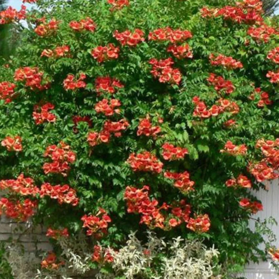 Bignone Madame Galen - Un mur fleuri en un été