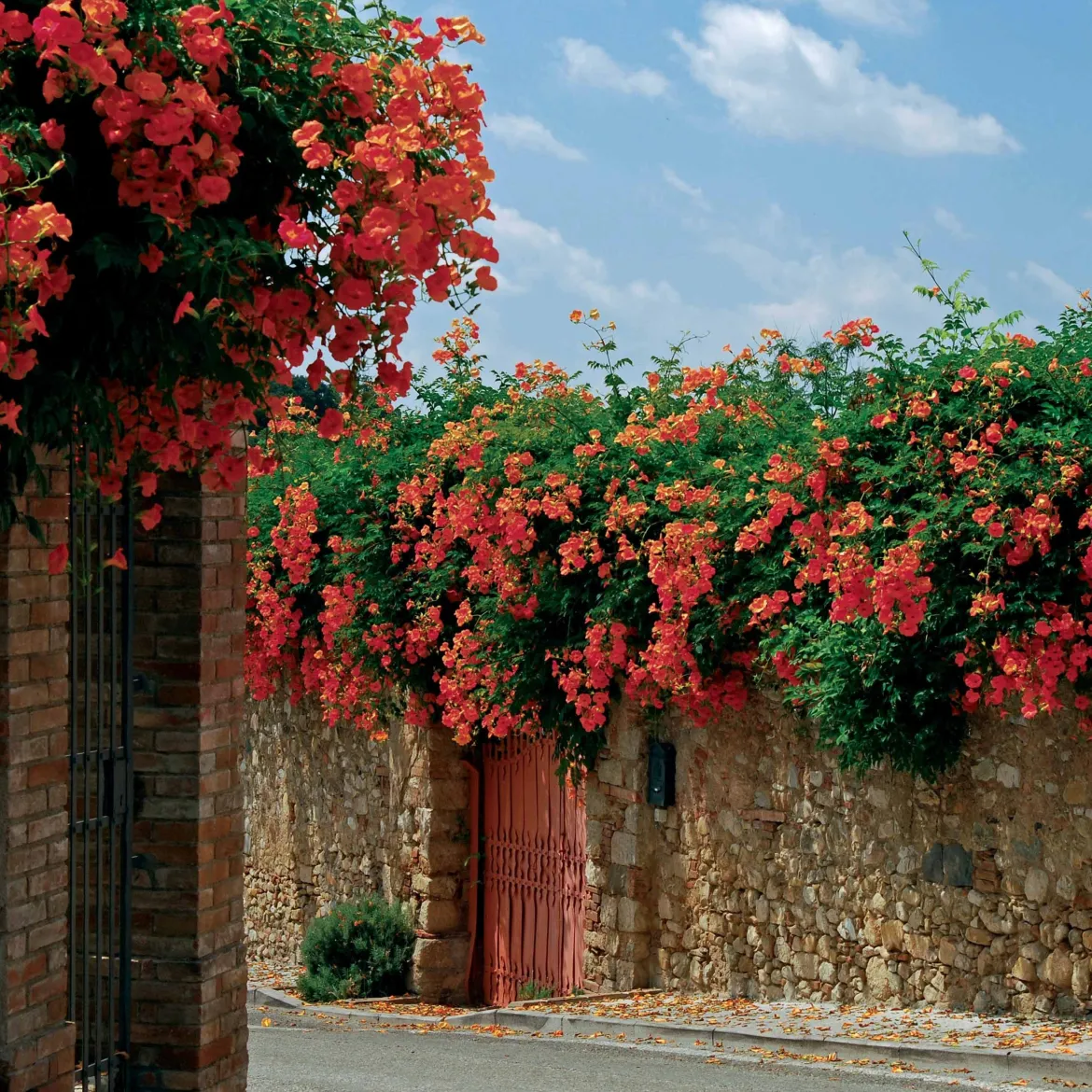 Bignone Madame Galen - Un mur fleuri en un été