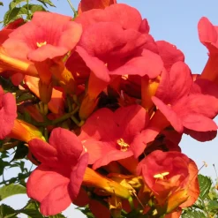 Bignone Madame Galen - Un mur fleuri en un été