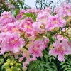 Bignone rose Comtesse Sarah - Un mur de roses tout l'été
