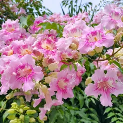 Bignone rose Comtesse Sarah - Un mur de roses tout l'été