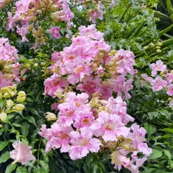 Bignone rose Comtesse Sarah - Un mur de roses tout l'été