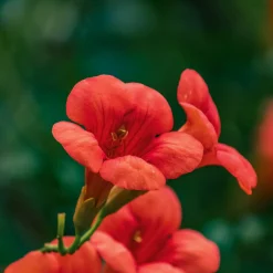 Bignone Stromboli - Un mur de fleurs en été