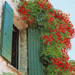 Bignone Stromboli - Un mur de fleurs en été