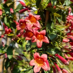 Bignone à vrilles Tangerine Beauty - Un mur d'orange en un été