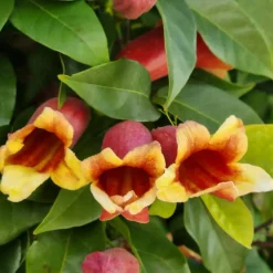 Bignone à vrilles - Un mur fleuri sans effort