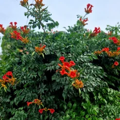 Bigone Ebony & Red® - Un mur de fleurs en été