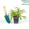 Blechnum en épi - Du vert toute l'année