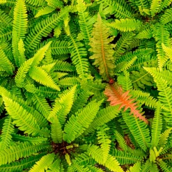 Blechnum en épi - Du vert toute l'année