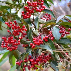 Bois de Noël - Des baies rouges tout l'hiver