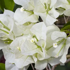 Bougainvillier blanc - L'élégance blanche en cascade