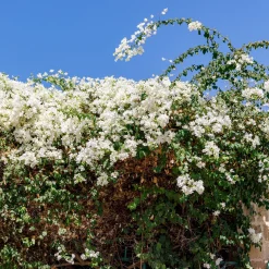 Bougainvillier blanc - L'élégance blanche en cascade