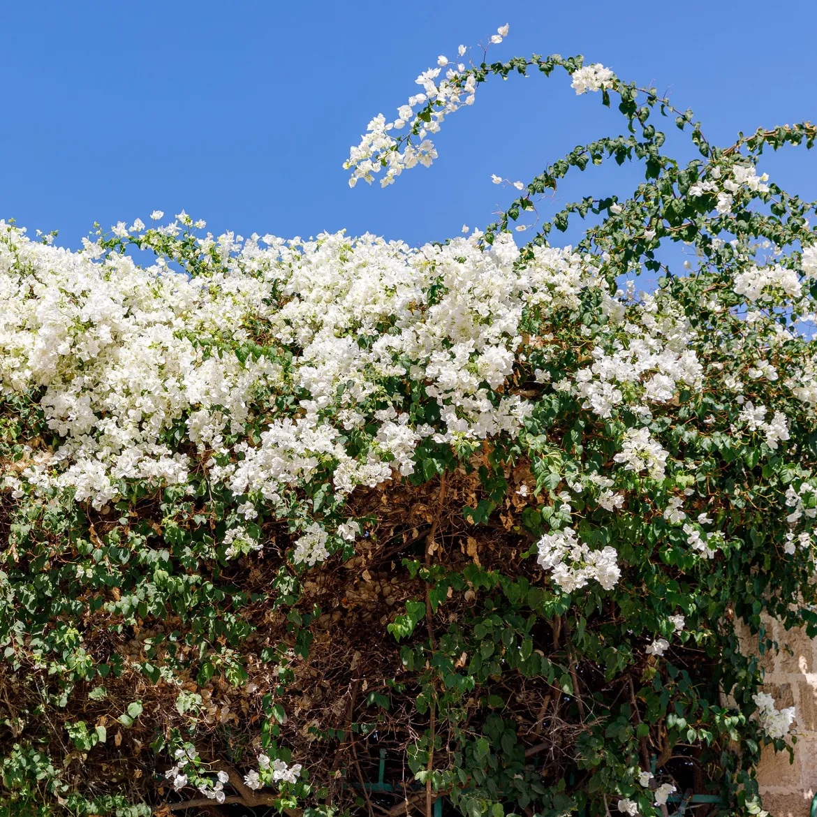 Bougainvillier blanc - L'élégance blanche en cascade