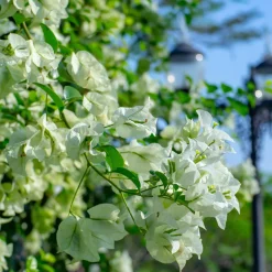 Bougainvillier blanc - L'élégance blanche en cascade