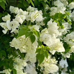 Bougainvillier blanc - L'élégance blanche en cascade