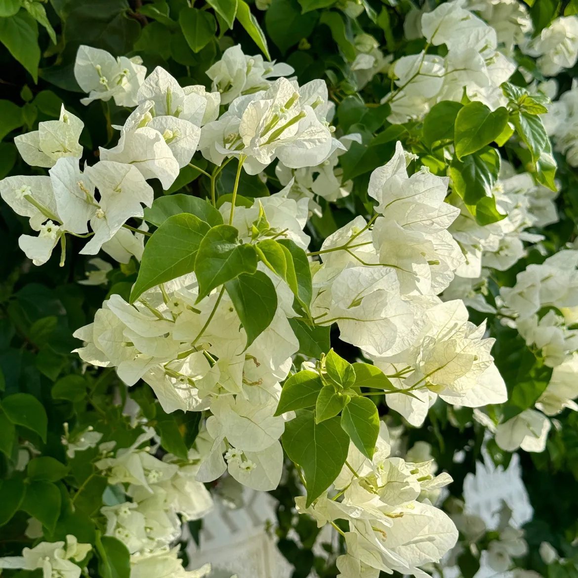 Bougainvillier blanc - L'élégance blanche en cascade