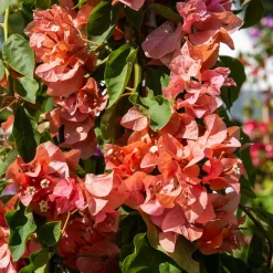 Bougainvillier Orange - Un mur de soleil orange