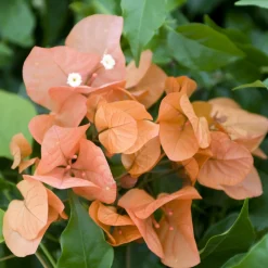Bougainvillier Orange - Un mur de soleil orange