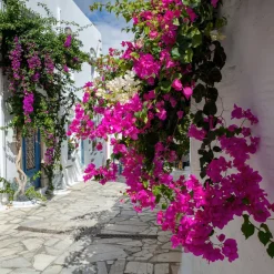 Bougainvillier rose - Un mur de fleurs roses