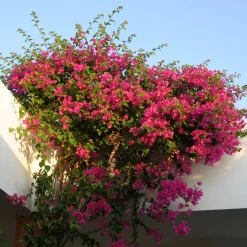 Bougainvillier rose - Un mur de fleurs roses