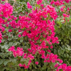Bougainvillier rose - Un mur de fleurs roses