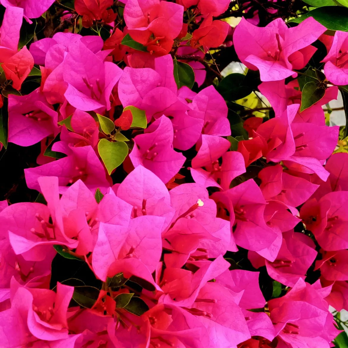 Bougainvillier rose - Un mur de fleurs roses