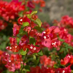 Bougainvillier Rouge - Un mur de feu en été