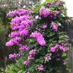 Bougainvillier rustique Violet de Mèze - Un mur de fleurs violettes