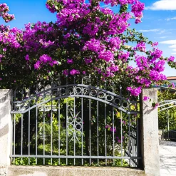 Bougainvillier rustique Violet de Mèze - Un mur de fleurs violettes
