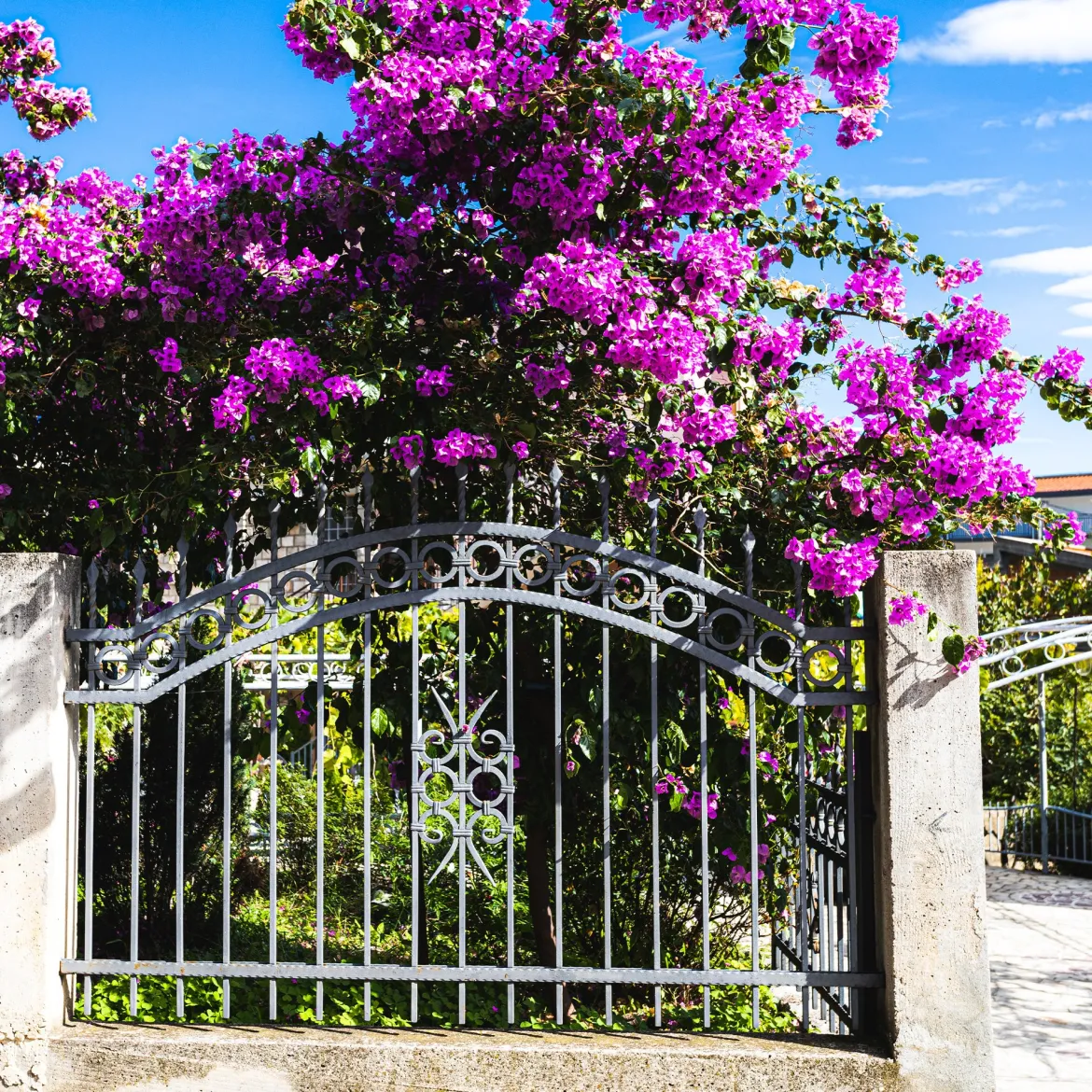 Bougainvillier rustique Violet de Mèze - Un mur de fleurs violettes