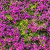 Bougainvillier Violet - Un mur de fleurs violettes