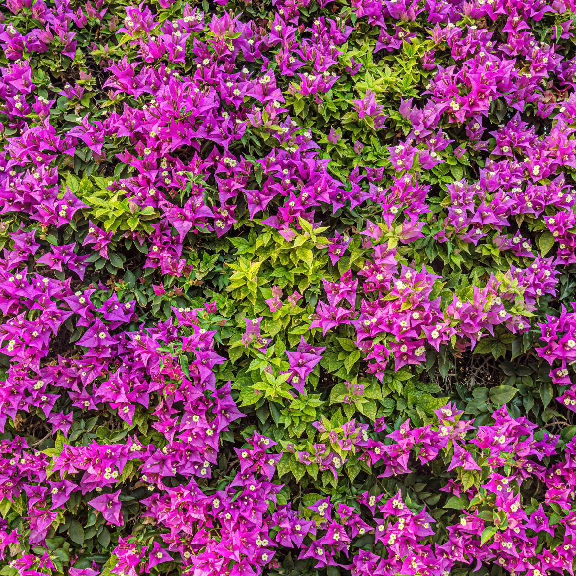 Bougainvillier Violet - Un mur de fleurs violettes