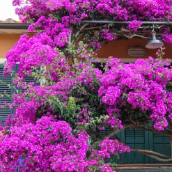 Bougainvillier Violet - Un mur de fleurs violettes