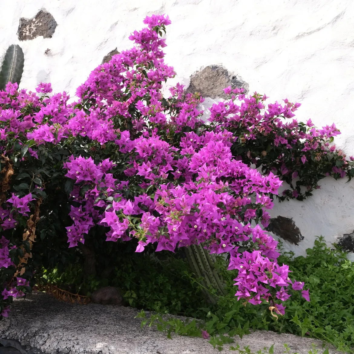 Bougainvillier Violet - Un mur de fleurs violettes