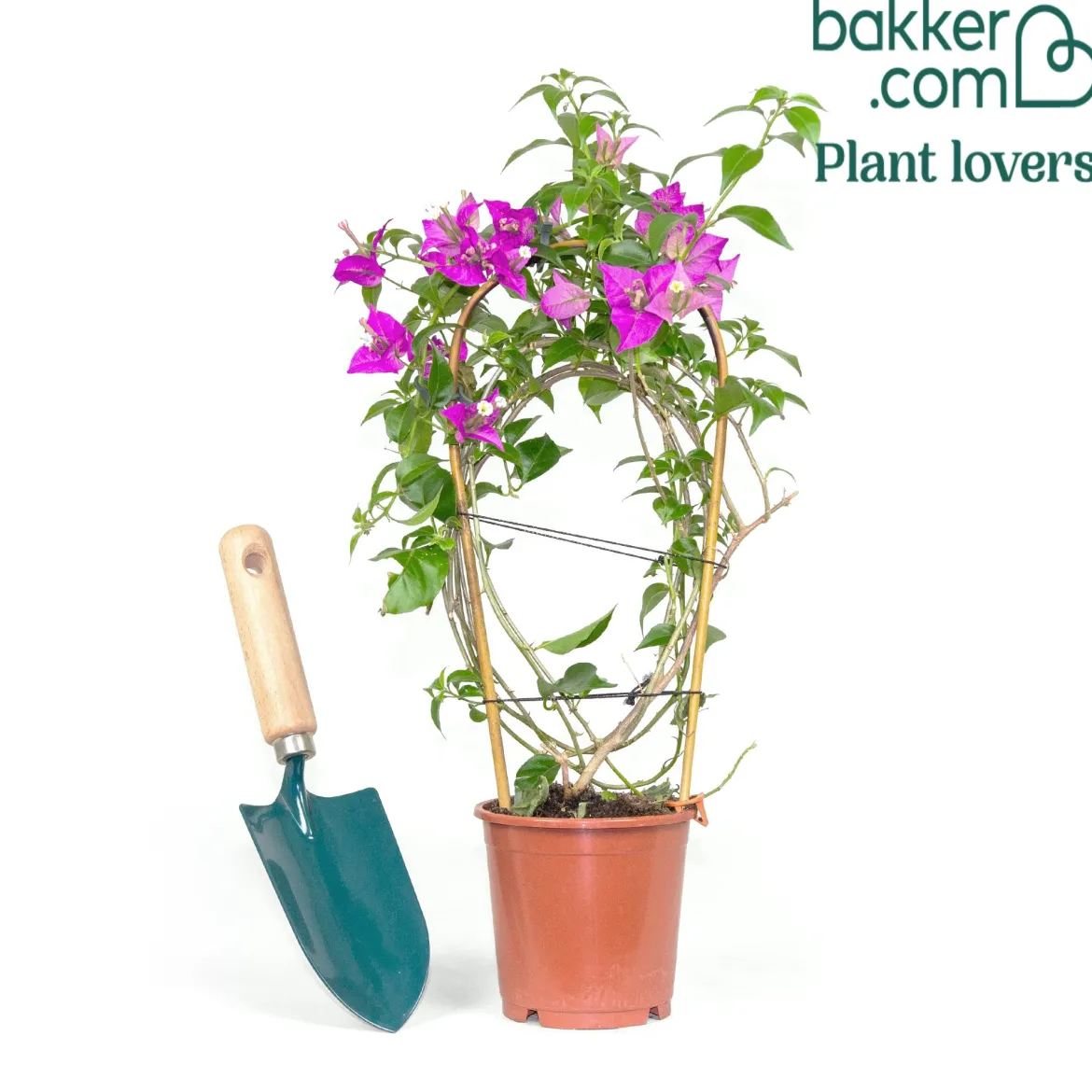 Bougainvillier Violet - Un mur de fleurs violettes