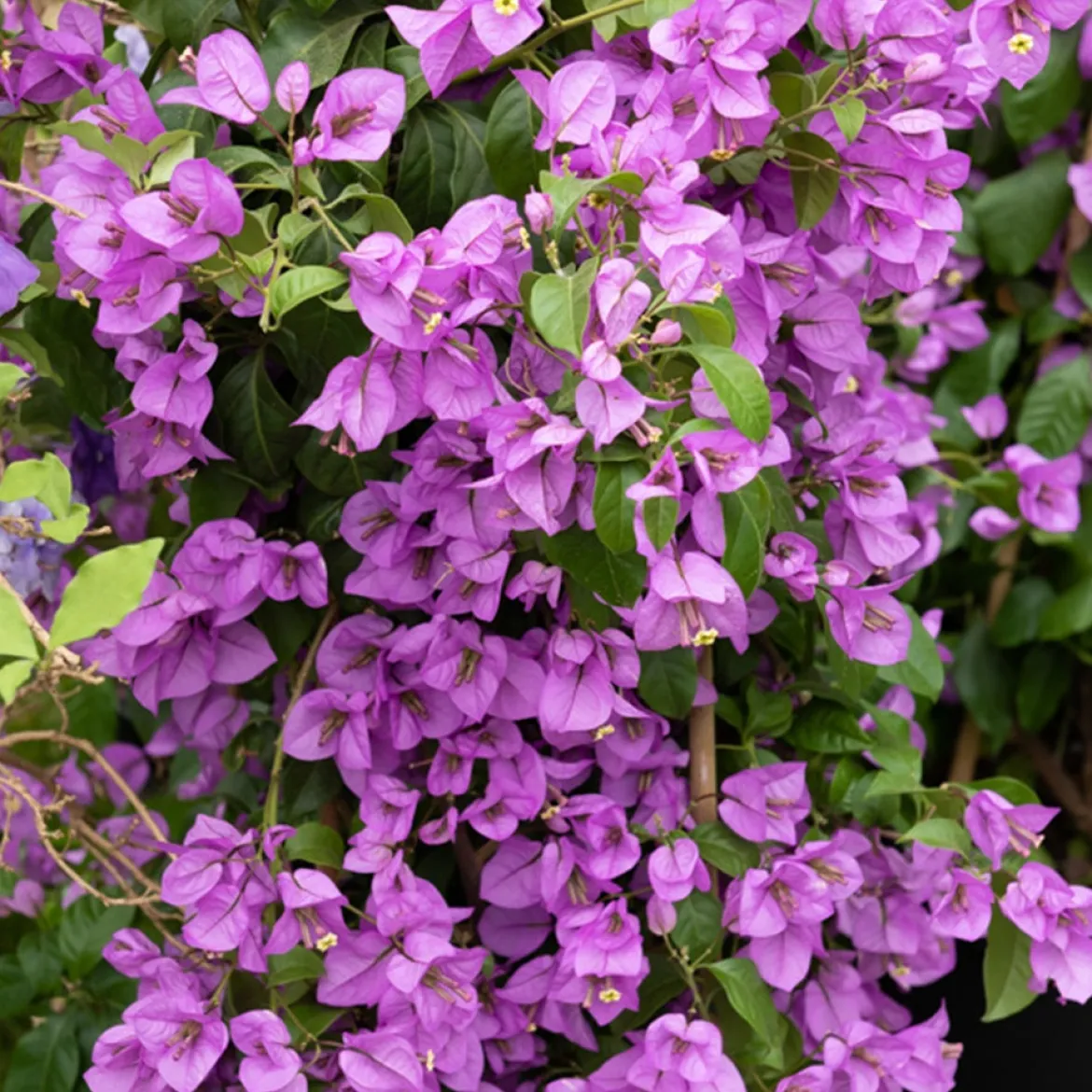 Bougainvillier Violet - Un mur de fleurs violettes