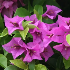 Bougainvillier Violet - Un mur de fleurs violettes