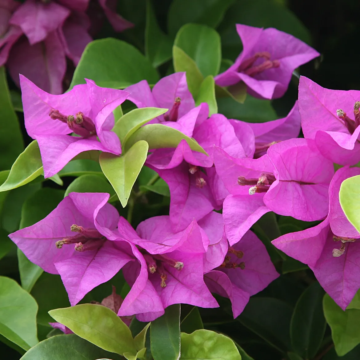 Bougainvillier Violet - Un mur de fleurs violettes