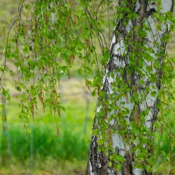 Bouleau commun - Blancheur qui illumine