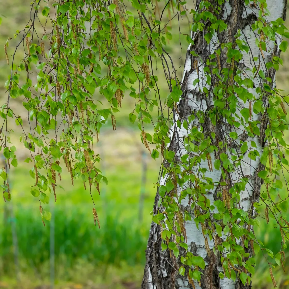 Bouleau commun - Blancheur qui illumine